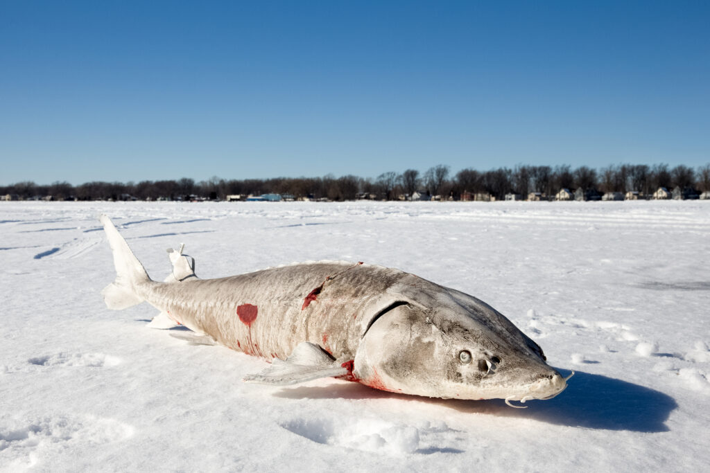 Lake Winnebago sturgeon: One of the more popular migrating shacks payed off this…