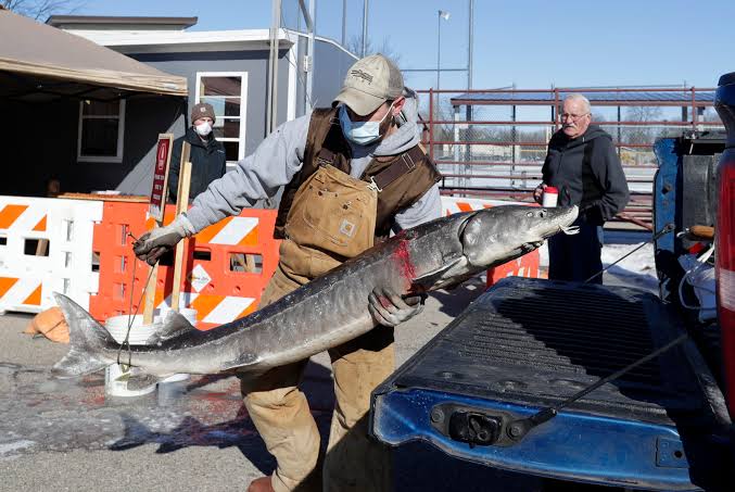 Unbelievable Announcement: Lake Winnebago sturgeon announce an amazing news just now….