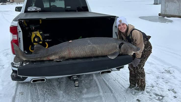 Unbelievable: lake Winnebago sturgeon…